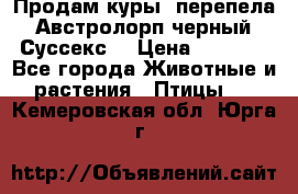 Продам куры, перепела. Австролорп черный. Суссекс. › Цена ­ 1 500 - Все города Животные и растения » Птицы   . Кемеровская обл.,Юрга г.